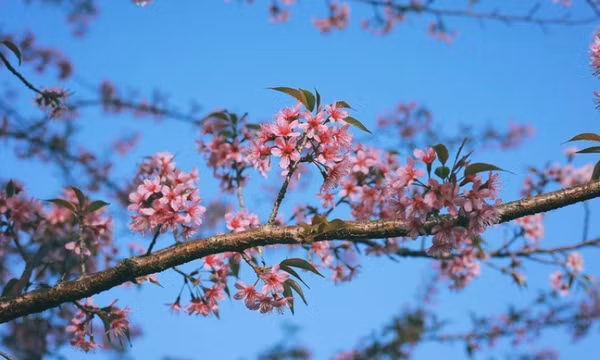Thời tiết hôm nay 30/12: Bắc Bộ mưa rét kèm sương mù