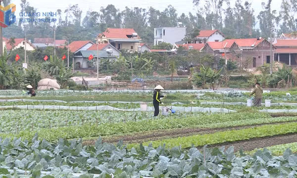 Tập trung sản xuất rau màu phục vụ Tết Nguyên đán
