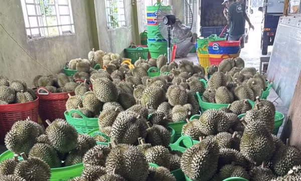 Xuất khẩu rau quả năm 2025 đạt kỷ lục 8,5 tỷ USD, cao nhất từ trước đến nay