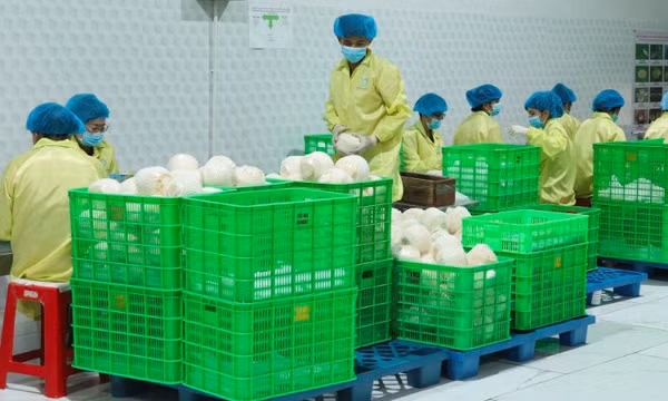 Thích ứng các tiêu chuẩn mới của EU để duy trì xuất khẩu