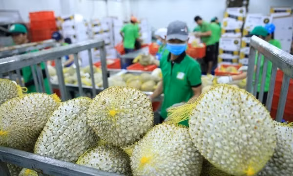 Xuất khẩu nông lâm thủy sản năm 2025 đạt 70,09 tỉ USD, cao nhất từ trước đến nay