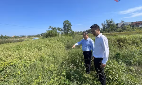 Cần đảm bảo tiêu thoát nước phục vụ sản xuất nông nghiệp tại phường Quảng Yên