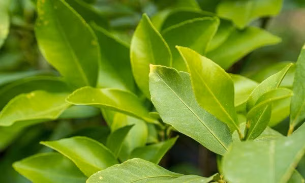 Mẹo sử dụng lá chanh giúp giảm ho, ấm bụng ngày lạnh