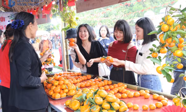 Hấp dẫn lễ hội cam Vân Đồn năm 2025