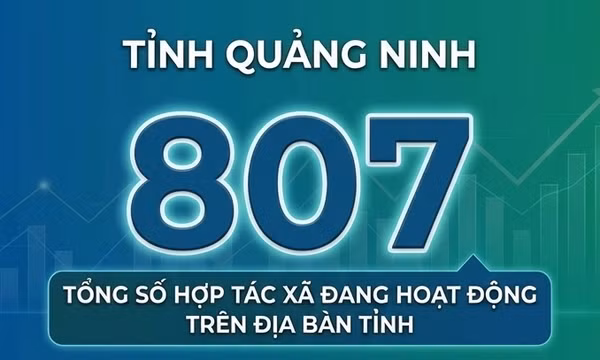 807 - là tổng số hợp tác xã đang hoạt động trên địa bàn tỉnh