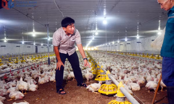Trang trại sạch và giấc mơ nông nghiệp tuần hoàn