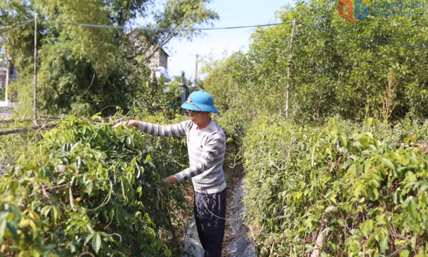 Trồng cây sâm nam - mô hình triển vọng ở Quảng La