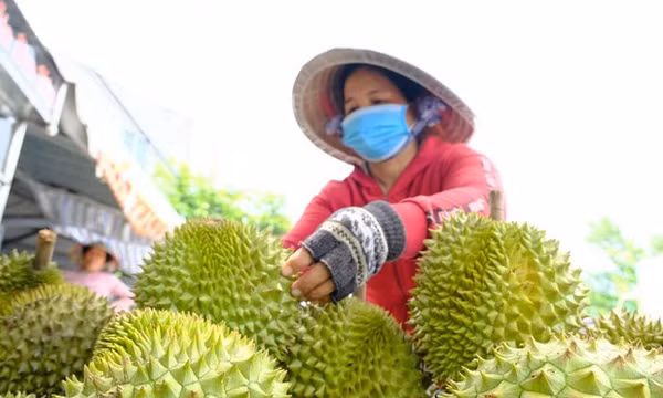 Thí điểm truy xuất nguồn gốc sầu riêng nhằm siết chặt quản lý chất lượng