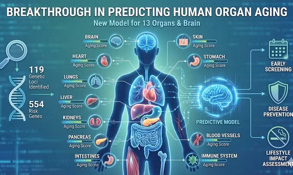 Đột phá mới trong dự đoán tình trạng lão hóa các cơ quan trong cơ thể người
