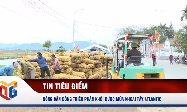 Nông dân Đông Triều phấn khởi được mùa khoai tây Atlantic