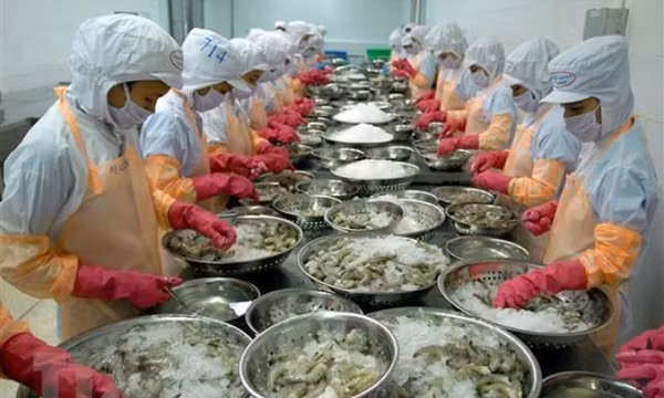 Tôm vẫn là 'át chủ bài' của xuất khẩu thủy sản trong những năm tới