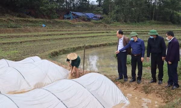 Tăng cường các biện pháp chống rét cho cây trồng, vật nuôi