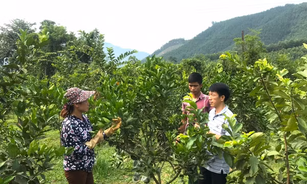 Nỗ lực giảm dịch hại trên cây trồng