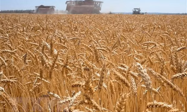 Xung đột Nga-Ukraine chi phối diễn biến của các mặt hàng nông sản