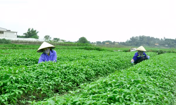 Xây dựng vùng sản xuất thực phẩm an toàn
