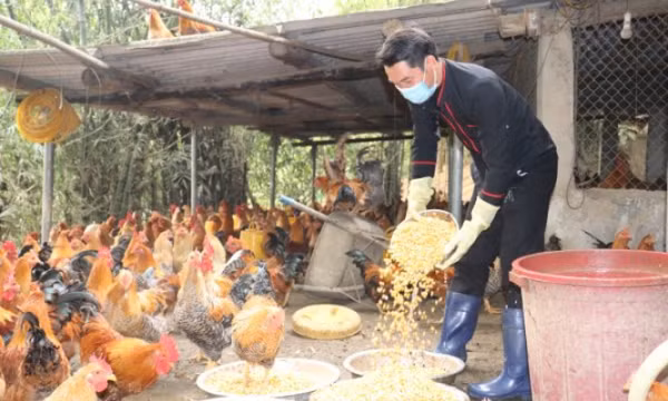 Tiên Yên: Hiệu quả từ chuyển đổi cơ cấu cây trồng, vật nuôi