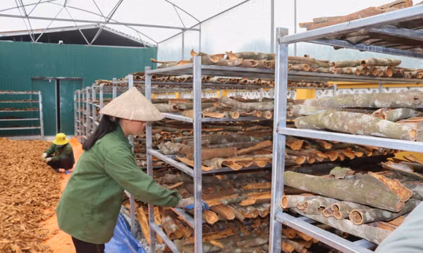 Nhân rộng vùng canh tác hữu cơ