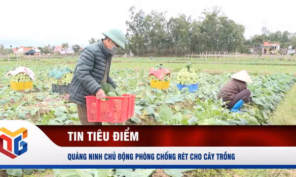 Quảng Ninh chủ động phòng chống rét cho cây trồng 
