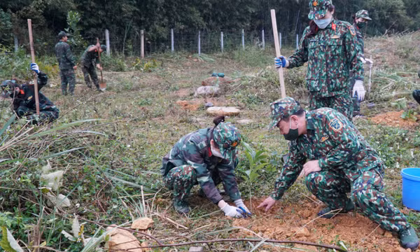 Trồng rừng gỗ quý