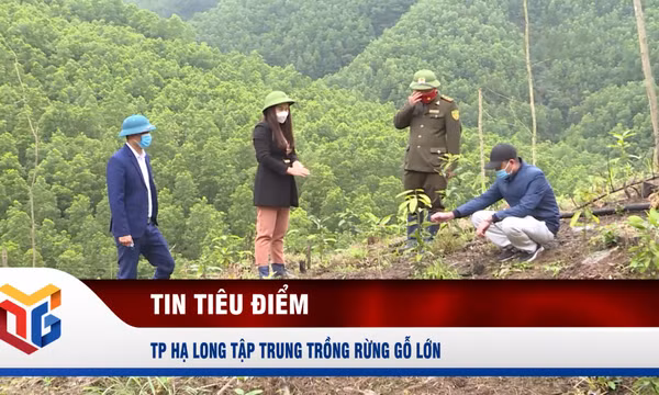 TP Hạ Long tập trung trồng rừng gỗ lớn