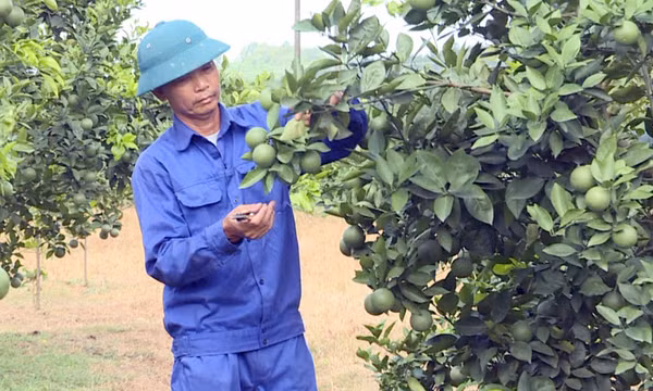 Hội CCB TP Hạ Long: Chung sức xây dựng nông thôn mới
