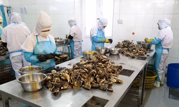 Vân Đồn: Khai thác hiệu quả tiềm năng, lợi thế về nguồn lợi thủy sản