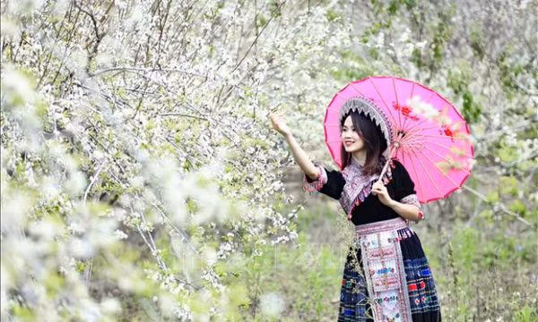 Muôn sắc hoa chào đón ngày Xuân