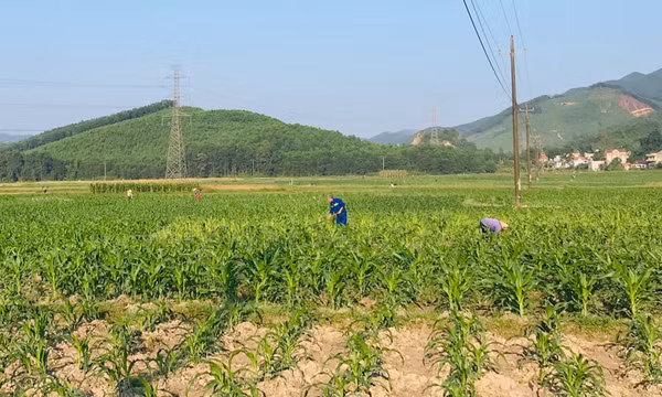 Phát triển cây chủ lực vụ đông