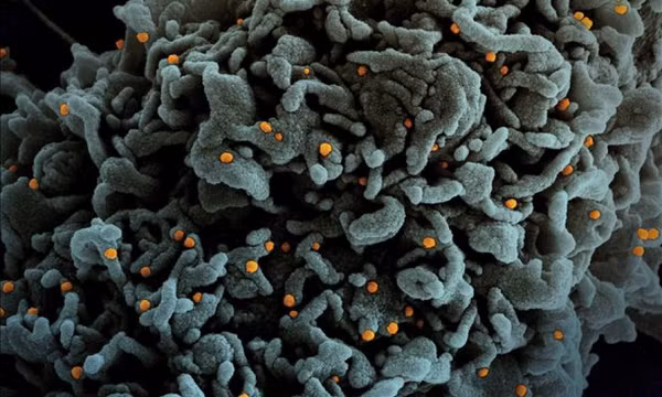 Đánh giá hiệu quả của các vaccine phòng COVID-19 hiện có đối với biến thể Omicron