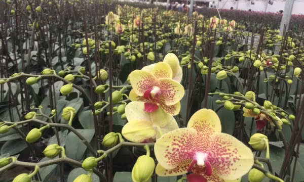 Nhà khoa học dùng công nghệ 'ép' lan hồ điệp ra hoa như ý