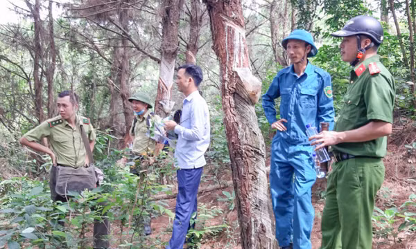 Móng Cái: Phát hiện tình trạng người dân khai thác nhựa thông trái phép