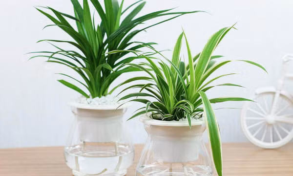 Chọn cây xanh trang trí phòng làm việc