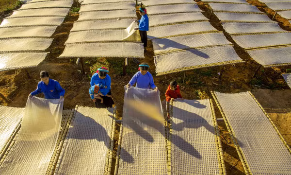 Húc Động mùa phơi miến