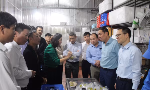 Đoàn thẩm định nông thôn mới Trung ương khảo sát tại Đầm Hà