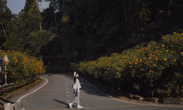 Lên Ba Vì ngắm hoa dã quỳ