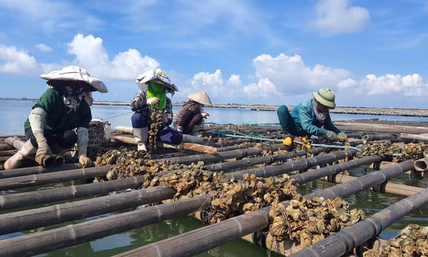Vùng nuôi tập trung Cái Rồng