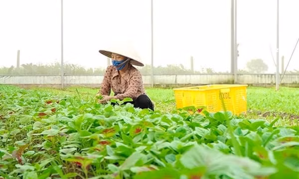 Tăng cường liên kết để thúc đẩy tiêu thụ sản phẩm của HTX