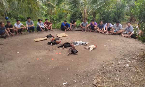 Gần 20 người kéo nhau vào vườn dừa tổ chức đá gà ăn tiền