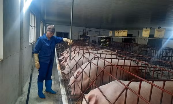 Mô hình chăn nuôi khép kín