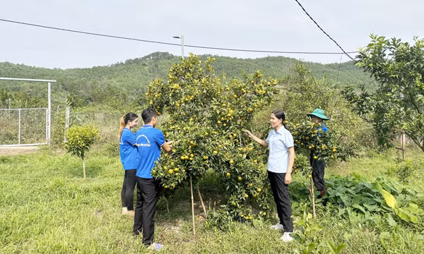 Thúc đẩy phát triển hợp tác xã