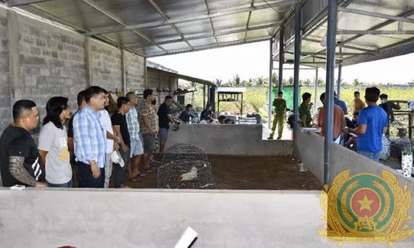 Bắt quả tang 21 đối tượng đá gà ăn tiền, thu giữ hơn 330 triệu đồng