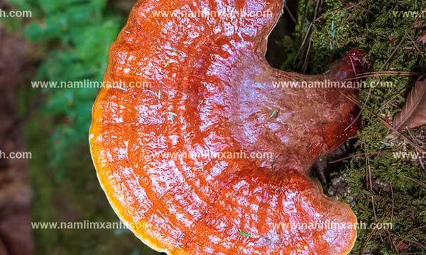 Giá nấm lim xanh chất lượng mua tại TP. HCM, Hà Nội và trên cả nước