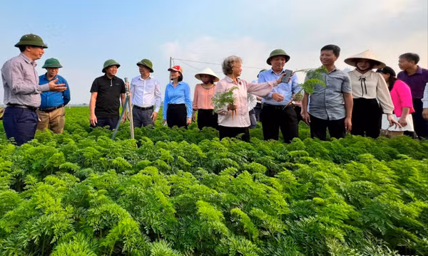 Bộ Nông nghiệp và Phát triển nông thôn phối hợp triển khai kế hoạch sản xuất năm 2024 các tỉnh phía Bắc tại Hải Dương