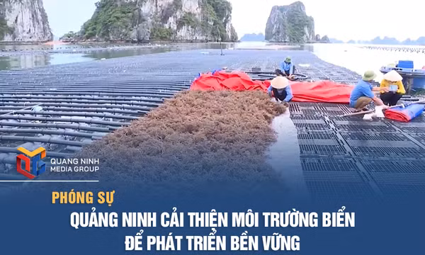 Quảng Ninh cải thiện môi trường biển để phát triển bền vững