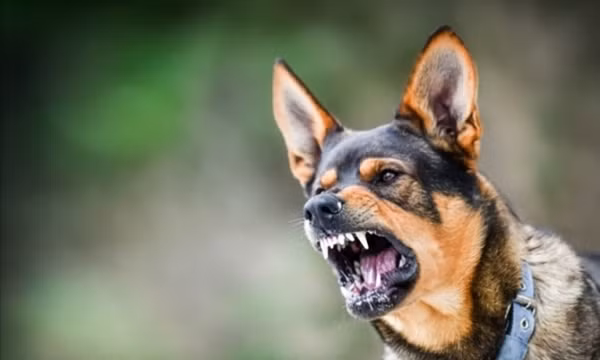 Em bé bị chó cắn đứt lệ quản