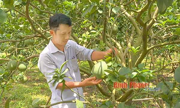 Phát triển bền vững hợp tác xã nông nghiệp