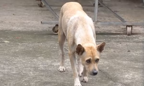 Hai trẻ em ở Đồng Nai bị chó dại cắn trong lúc đùa giỡn