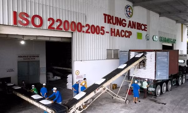 Vì sao xuất khẩu gạo cao kỷ lục, doanh nghiệp vẫn lãi ‘mỏng như lá lúa’?