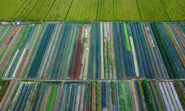 Ngắm bức tranh sắc màu nơi làng quê La Chử