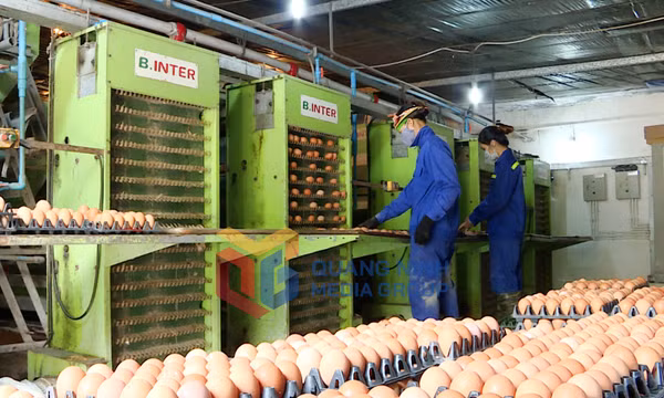 Công ty CP Khai thác khoáng sản Thiên Thuận Tường (TP Cẩm Phả)